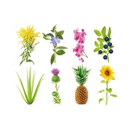 Grow Anything Plant Pods (Optimised For Fruiting and Non-Fruiting Plants) - 3-pack - Click & Grow