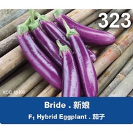 Anak Pokok Terung ungu mini LECKAT 323 F1Hybrid (SEPOKOK RM5)