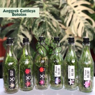 Bibit Anggrek Cattleya Dalam Botol - Botolan Anggrek Cattleya Bunga