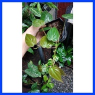℗ ☫ ✴ Philodendron Micans, live plant without pot