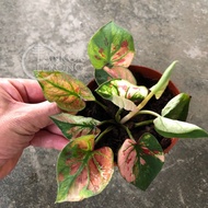 TKL - Rare Species Caladium Thai Hybrid - Part 11🌿🌿 🌿🌿🌿🌿🌿🌿🌿🌿🌿