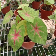 Caladium Mix Special