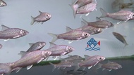 Terengganu Red Kelah/Live Fish/Kelah/Freshwater丁加奴红吉罗/吉罗鱼/活鱼(Sin Quan Aquaculture Enterprise)