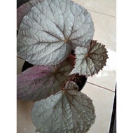 Begonia - Begonia Rex Silver Limbo -Tanaman Hias Bunga bergaransi