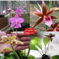 paket anggrek murah 4 jenis/anggrek tanah