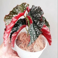 Mocha polka dot begonia ornamental plant / mocca begonia ornamental plant / mocca begonia / maculata