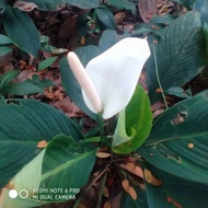 Peace lily / peace lily plant / (Spathiphyllum)4