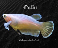 ปลากัดหูช้างทอง ชุดเพาะพันธุ์ ตักสุ่มในคอก