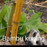 Pokok Buluh Runcing hidup/  Bambu kuning cegah gangguan halus