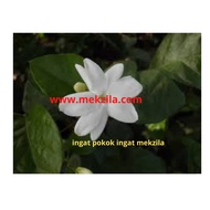 {HOT SELLING}[ REAL LIVE ] ANAK BENIH POKOK BUNGA MELUR BIASA