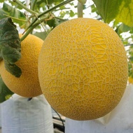 benih melon madu Super Manis - Bibit Unggul