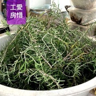 新鮮、風乾、盆栽 有機 迷迭香 自家種