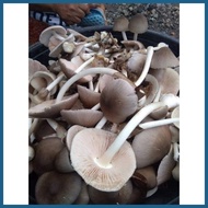 ➳ ❅ ↑ kabuteng saging/mushrooms seeds