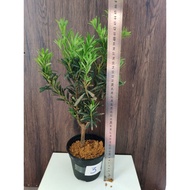 小叶雀舌罗汉松, 家有罗汉松，世代都轻松 Podocarpus