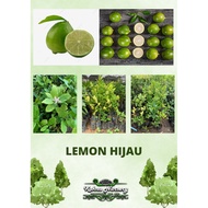 Lemon Hijau / Anak Pokok Lemon / Pokok Hybrid