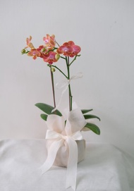 蘭花盆栽  開幕花禮  開幕禮物 辦公室盆栽