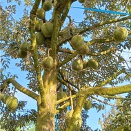 CAMPURAN BAJA FAHIM UNTUK POKOK DURIAN LENGKAP NPK 3IN1 ( PEK JIMAT 700 GRAM)