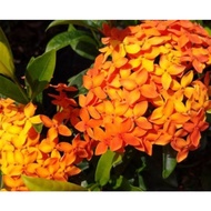 flower Cutting Ixora chinesis red orange