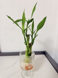 💧水培🎋富貴竹【富貴竹是一種長青植物，寓意富貴吉祥，既美觀又方便打理，具有風水作用，象徵開運，安然，適合擺放室內或辦公室，植物(4支)連圖中透明水培瓶，實拍如圖】