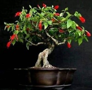 Bahan Bonsai bunga sepatu mikro bonggolan berkarakter
