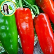 พริกหวานยักษ์สเปน Palermo Capsicum 30 เมล็ด