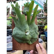 platycerium wandae staghorn fern tanduk rusa 女王鹿角蕨