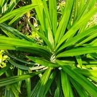 DAUN PANDAN WANGI / ANAK POKOK PANDAN