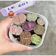 Lithops Living Stones 3 Years+ Live Plant Cactus Succulent in pot 多色生石花屁屁花 Malaysia Succulent Shop