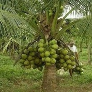 POKOK KELAPA PANDAN HYBRID