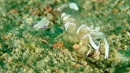 Sea&amp;Sea INON Olympus相機防水殼密封圈潤滑油O-ring硅油干燥片劑