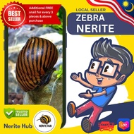 Zebra Nerite snail - Excellent aquascape cleaning crew (BUY 3 FREE 1 BUY 5 FREE 2)