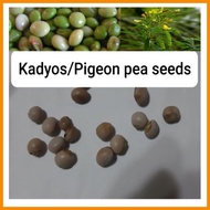 ☏ ◳ Kadyos or Pigeon Pea Seeds