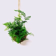 兔腳蕨苔球│板植│室內植物│窗邊植物│觀葉植物