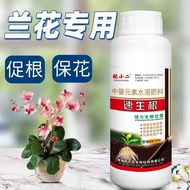 Orchid New Root Root Root Burst Root Agent Orchid Rotten Root Leaf Yellow Not Living Strong Root Spe