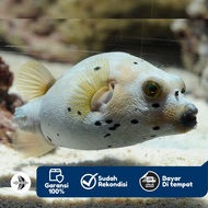 Ikan Buntal Babi - Ikan Hias Aquarium Laut
