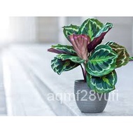 imported na binhi 【COD】10pcs Rare Calathea Seeds Air Freshening Plants Seeds #SW40