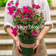 100pcs Bougainvillea flower seed plant flowers Potted plants  Color mixing garden indoor outdoor COD