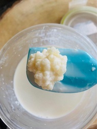 大粒種Kefir Grains 克菲爾母菌 奶克bb 天山雪蓮菌 酸奶 yogurt