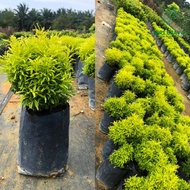 Anak Pokok Tong Emas Euodia Cultivar Rutaceae Aralia Golden Ball Real Live Plants Polyscias pokok- S