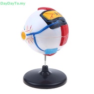 DayDayTO   Eyeball Anatomy Model For Eye Diseases Study, 6X Human Eye Anatomy Model Eye Anatomy Mode