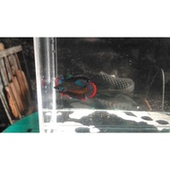 Cupang WIld Betta Alam Imbellis