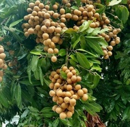 Bibit Kelengkeng Seedling Murah