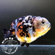 ❌[SOLD] Ikan Mas Koki Ranchu Calico Sapi | 10 cm | Female