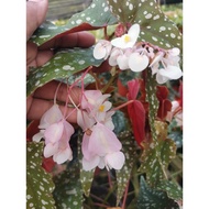 🤪CRAZY SALES 🤪👉 Begonia Maculata Sardin ( Indoor plants )