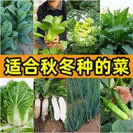 Vegetable Seeds Seeds Seeds Seeds Seeds Suitable for Winter Four Seasons Autumn Vegetables Daquan Au