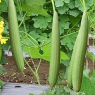 SMOOTH PATOLA SEEDS Luffa Smooth Variety Buy 1 Get 1 Free 50 Seeds (Non-Plant)