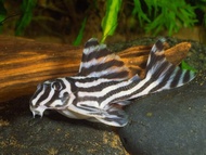 [Livestock] L46 Zebra Pleco (1.5in) | Simply Aquatics | Aquatic Fish | Aquarium |Small Medium Pet Fishes | Live Fish Pets