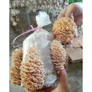 Bongkah @ Beg Cendawan Kukur @ Kulat Sisir (max 20 pcs per order)