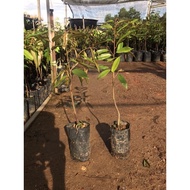 Anak pokok Musang King Hybrid