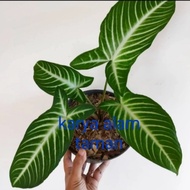 tanaman hias caladium antasoma/pohon caladium antasoma